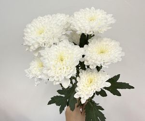 Хризантема кустовая