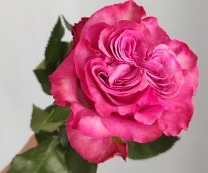 Роза кантри блюз