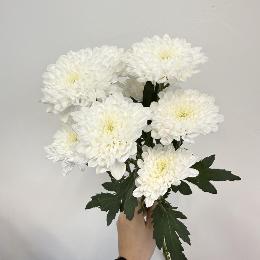 Хризантема кустовая