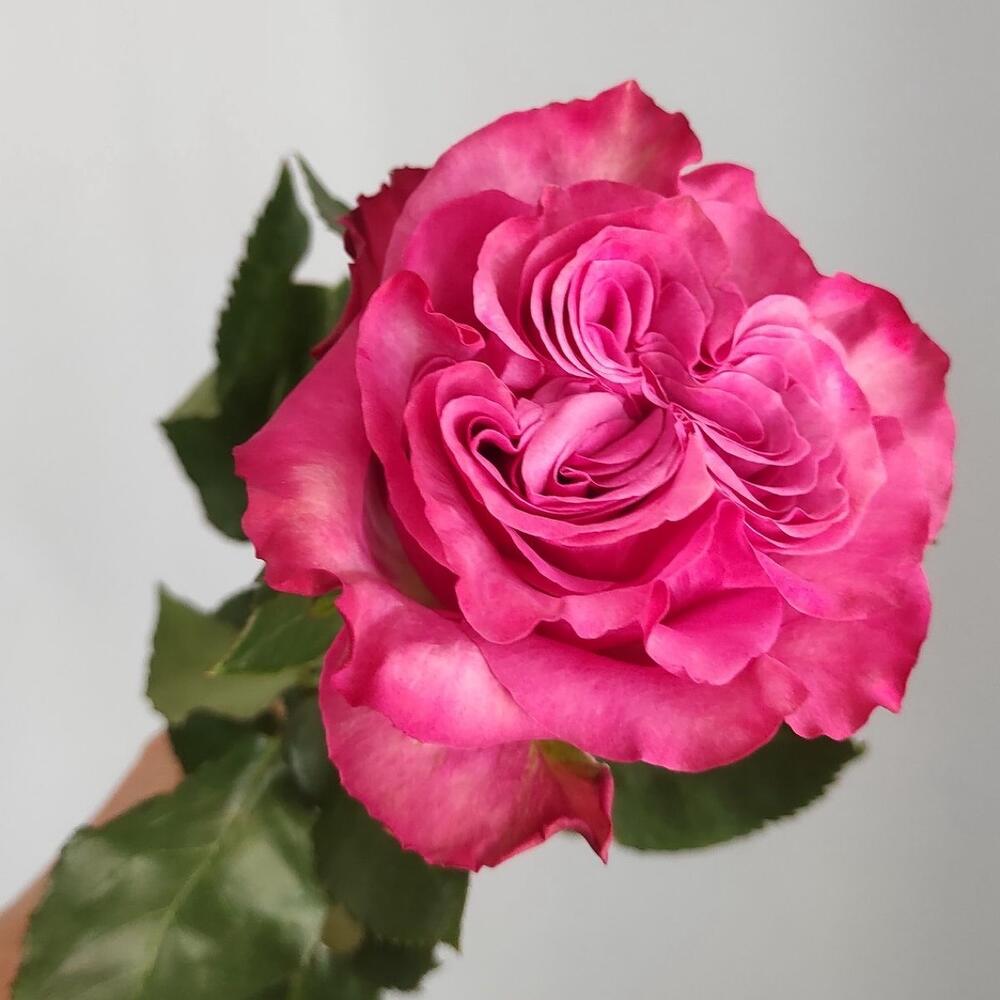 Роза кантри блюз